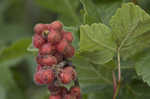 Fragrant sumac